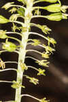 Green adder's-mouth orchid